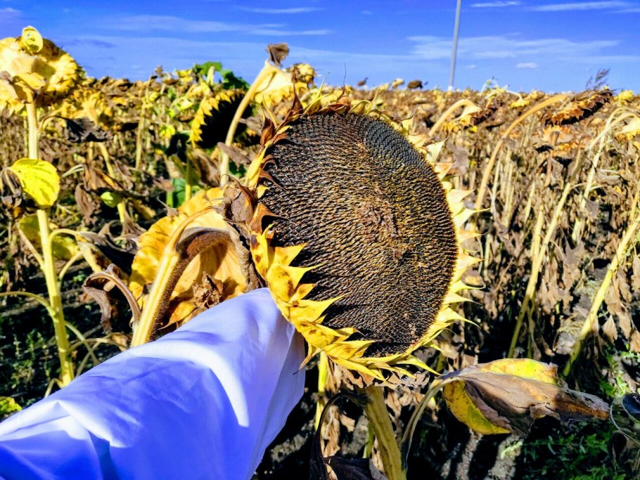 Подсолнечник Саратова 19 век