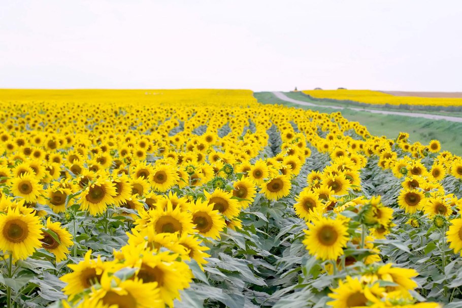 Подсолнечника Вероника гибрид