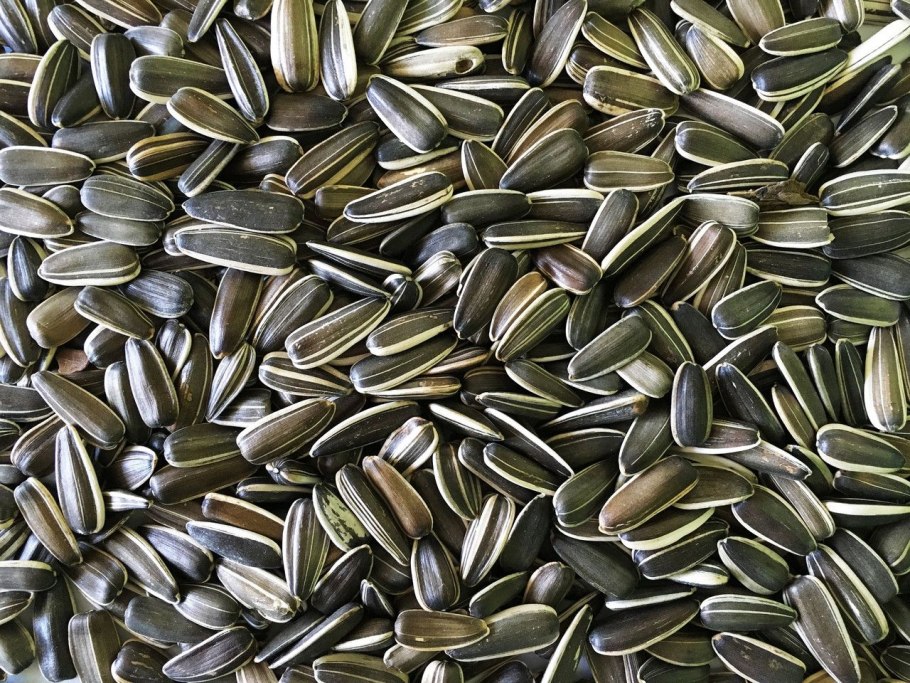 Семена подсолнечника Ягуар