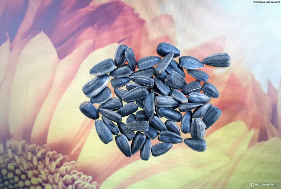 Подсолнечник zerera f236 семена подсолнечника Zara