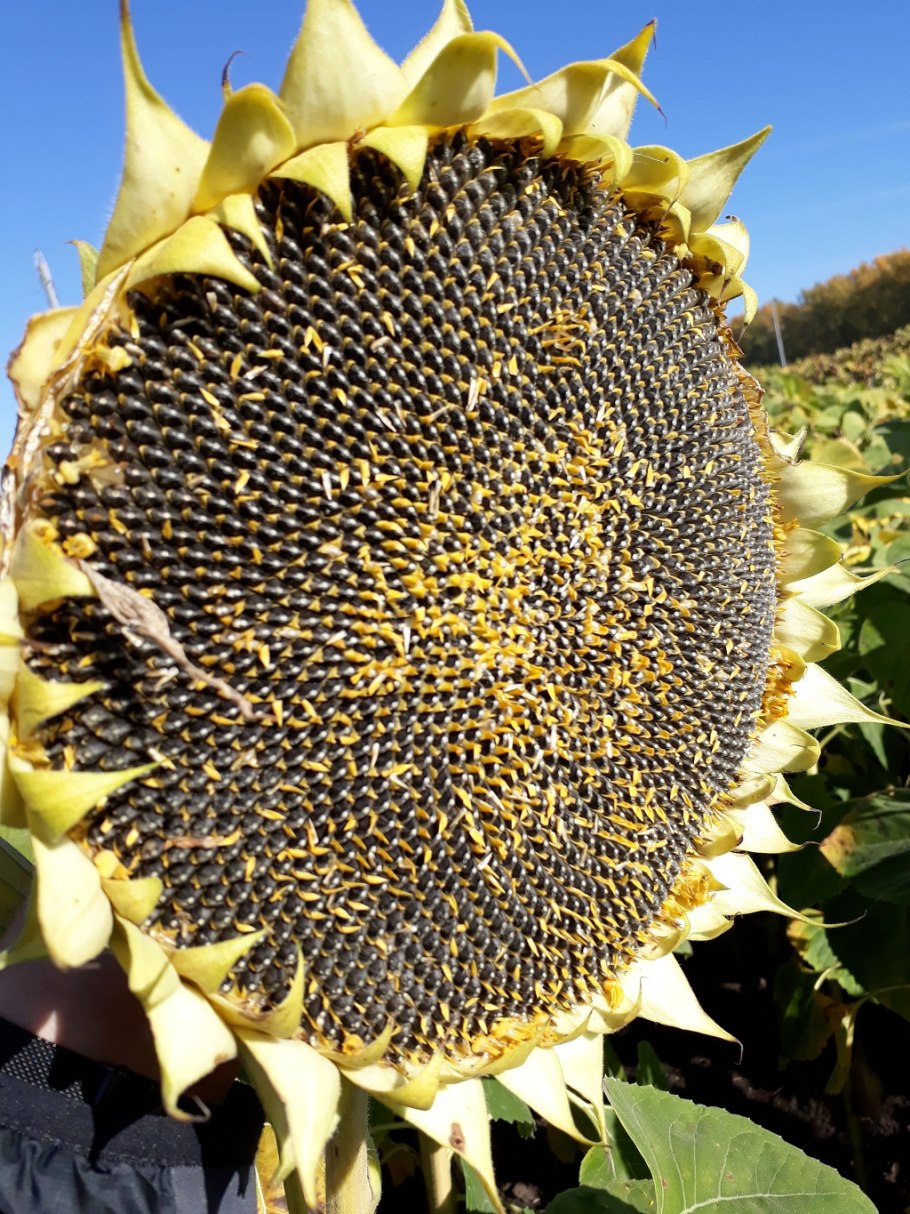 Семена подсолнечника Сименс