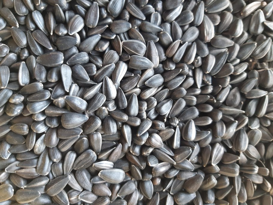 Семена подсолнуха неочищенные ( Калибр 45 )