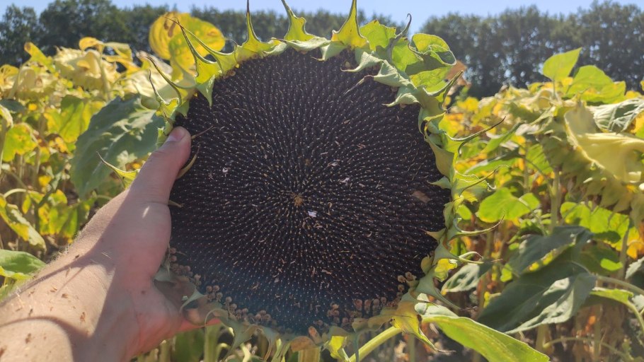 Подсолнечник калифорнийский семена