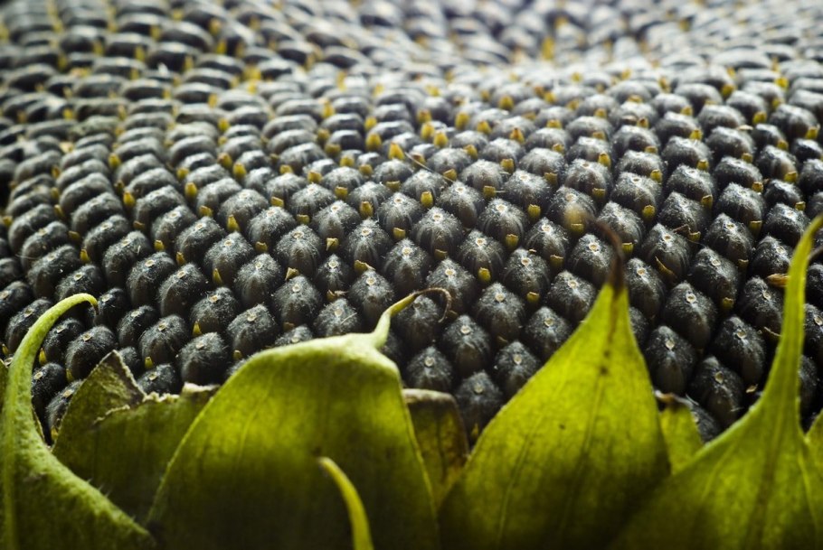 Нк конди гибрид подсолнечника