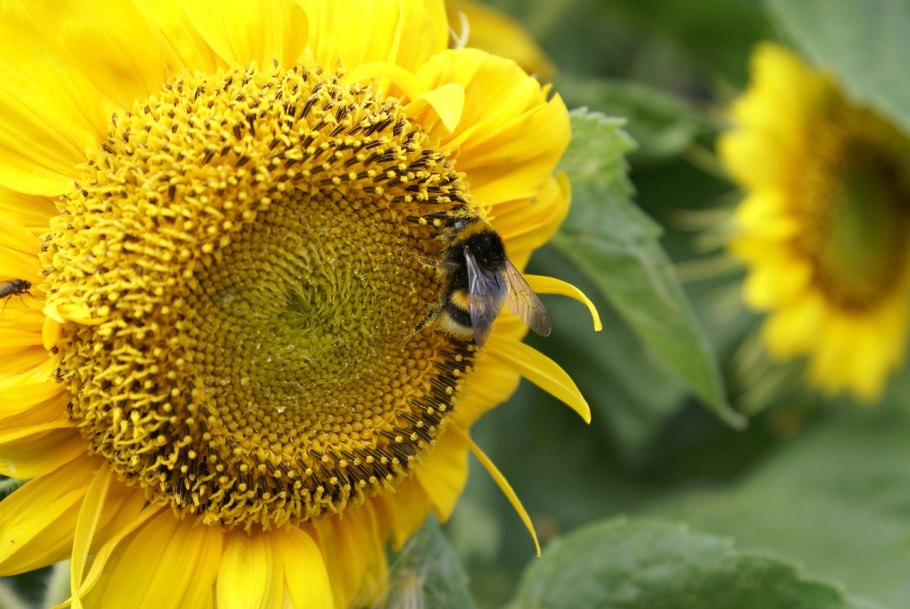 Евралис Саратов