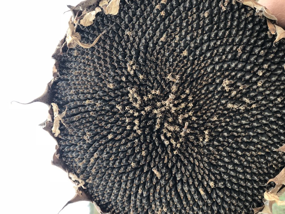 Урожай подсолнечника