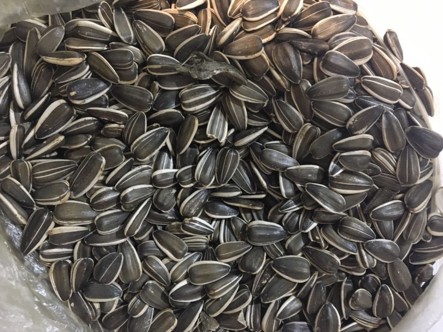 Сорт Дакота семечки