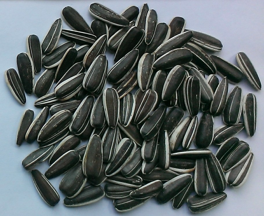 Сорт Дакота семечки