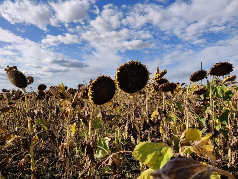Щелкунчик Московский семена подсолнуха