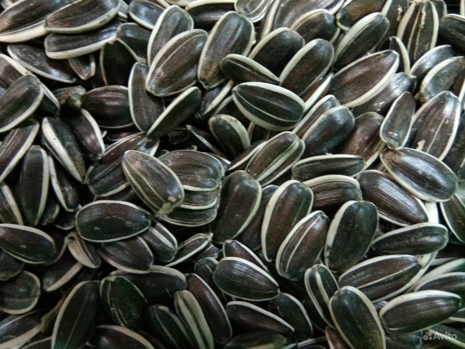 Ягуар сорт семечек