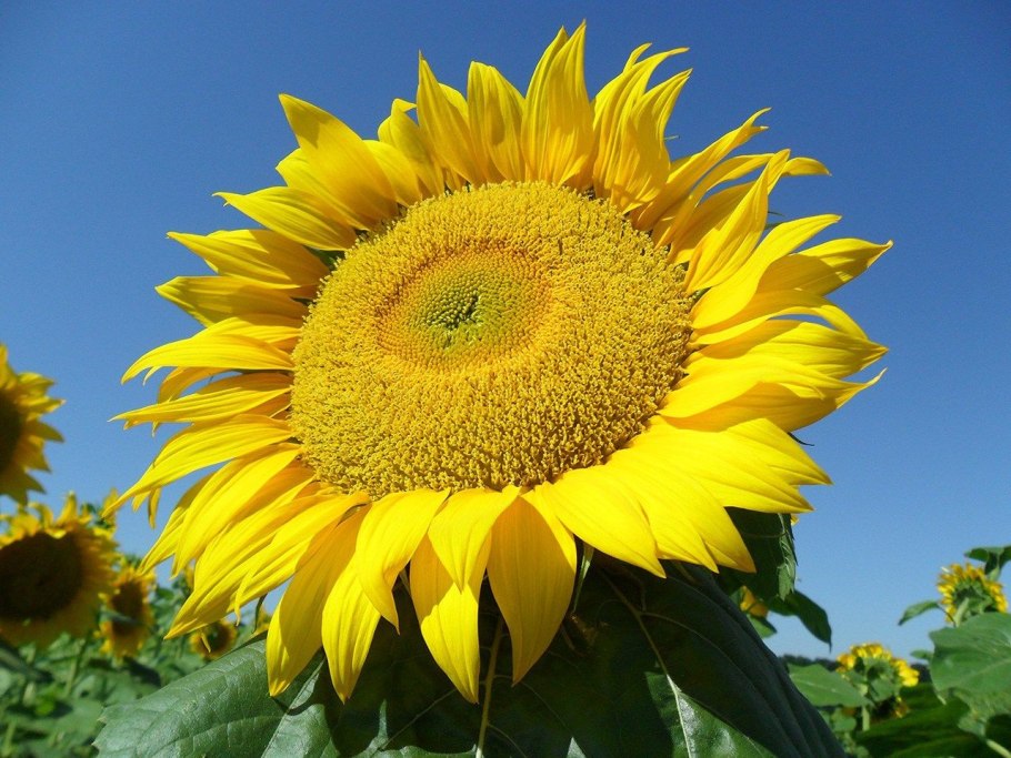 Подсолнечник богатырь