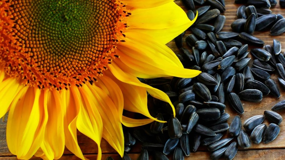 Семечки Sunflower Seeds