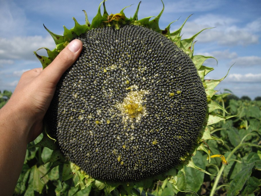 Подсолнечник Лакомка