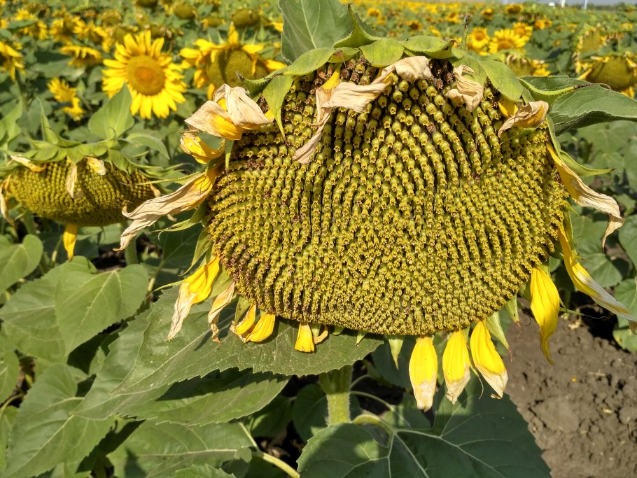 Гибрид подсолнечника норд