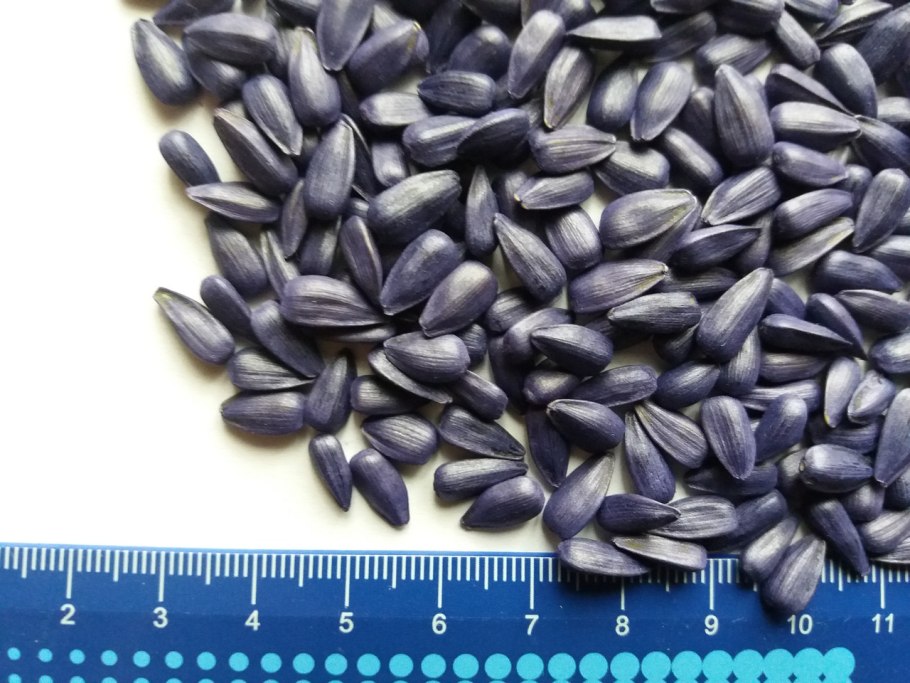 Семена подсолнечник