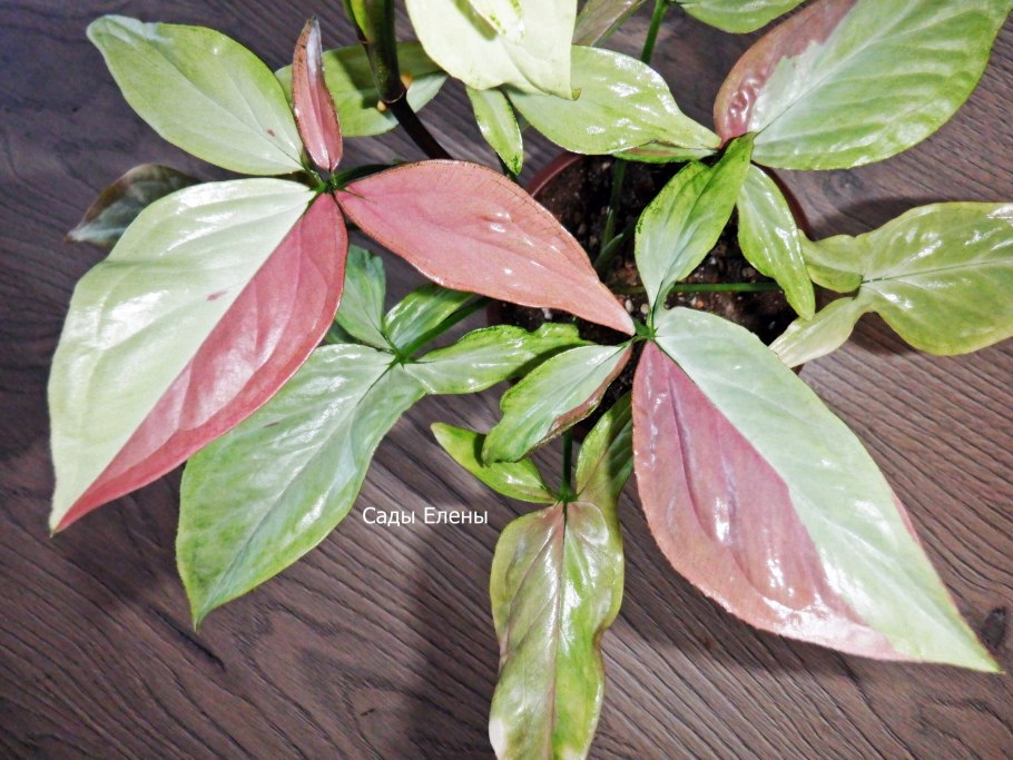 Мотолэнд сингониум