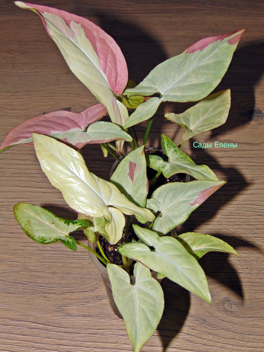 Ред спот биколор и Триколор сингониум