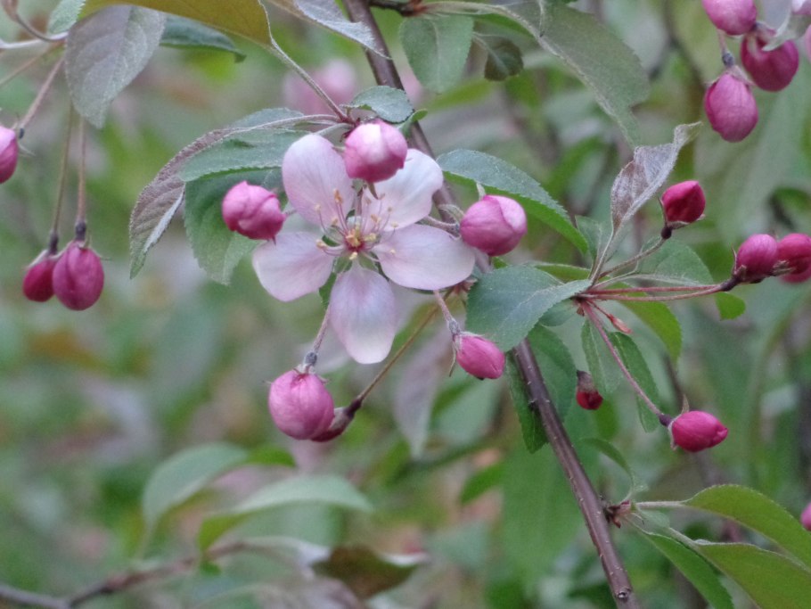 Лох серебристый (Elaeagnus argentea)