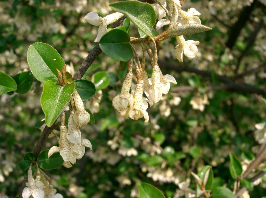 Aronia melanocarpa цветение