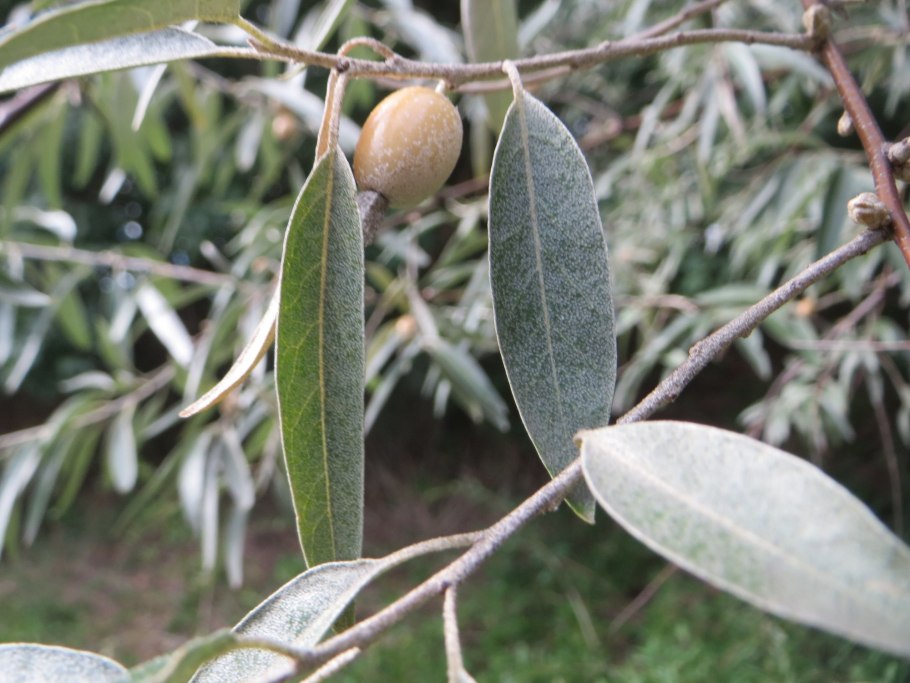 Шиповник (роза) морщинистый