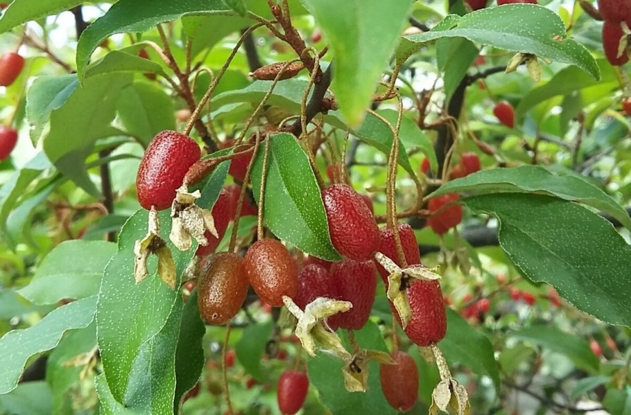 Боярышник , хеномелес