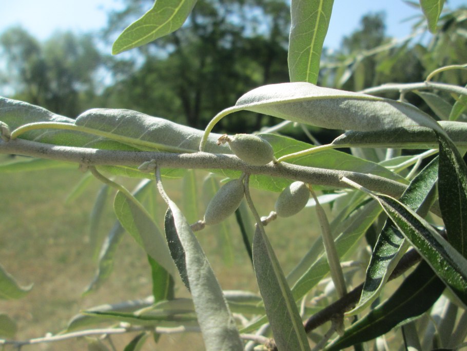 Горная вишня