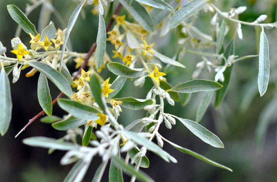 Лох узколистный Ангустифолия