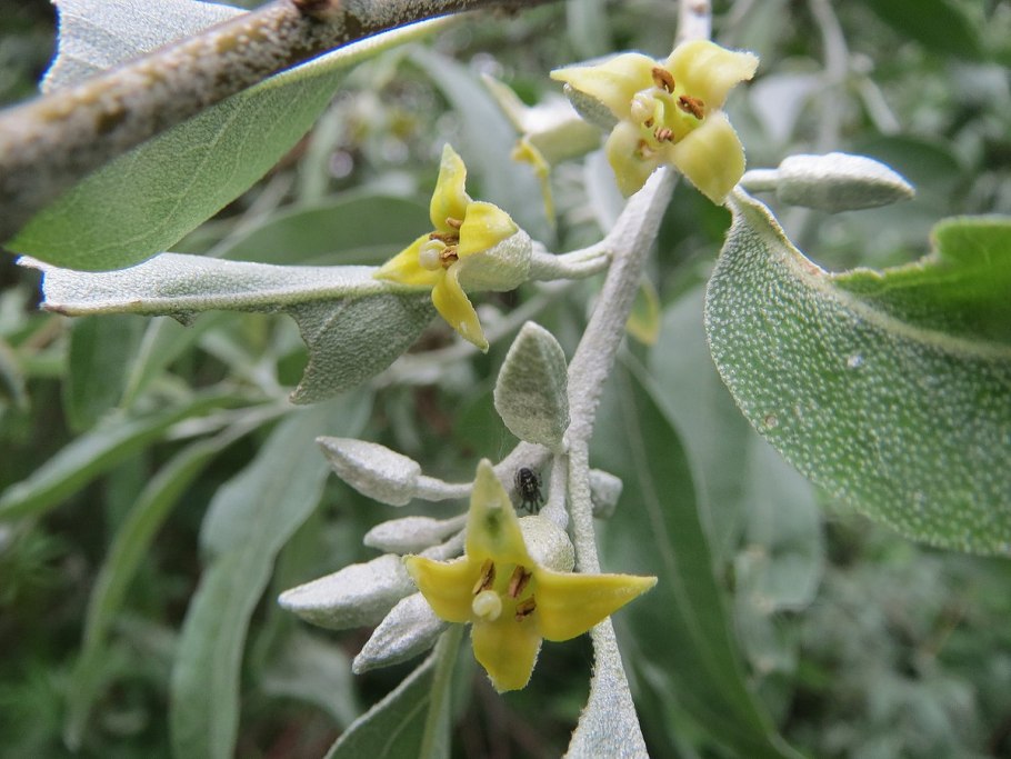 Лох серебристый почки