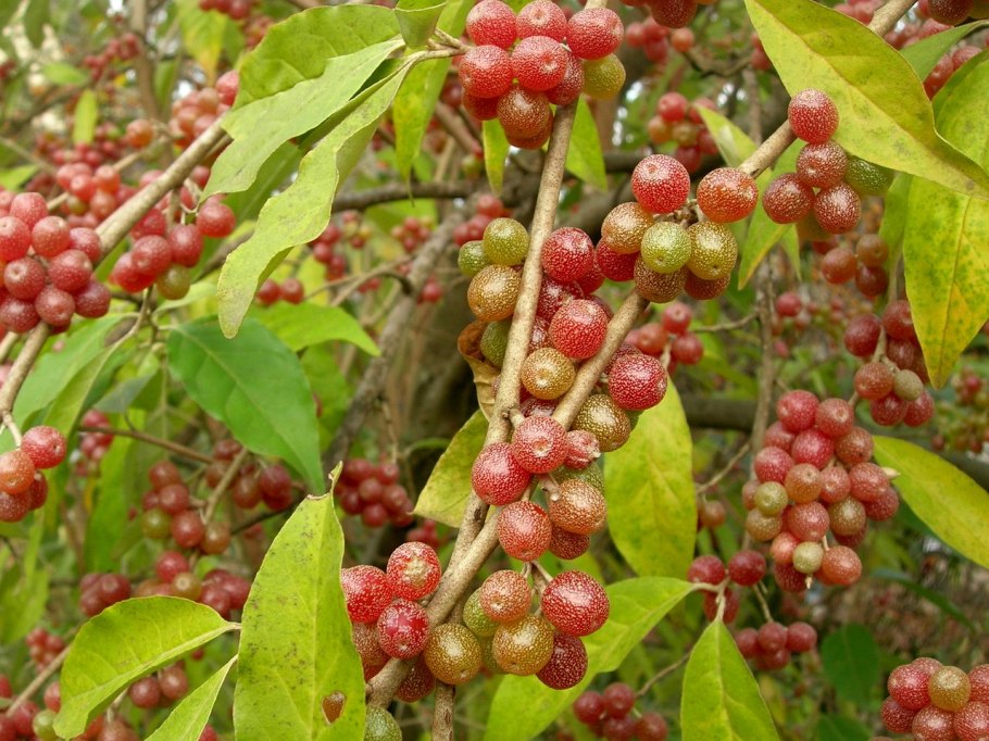 Куст лох зонтичный