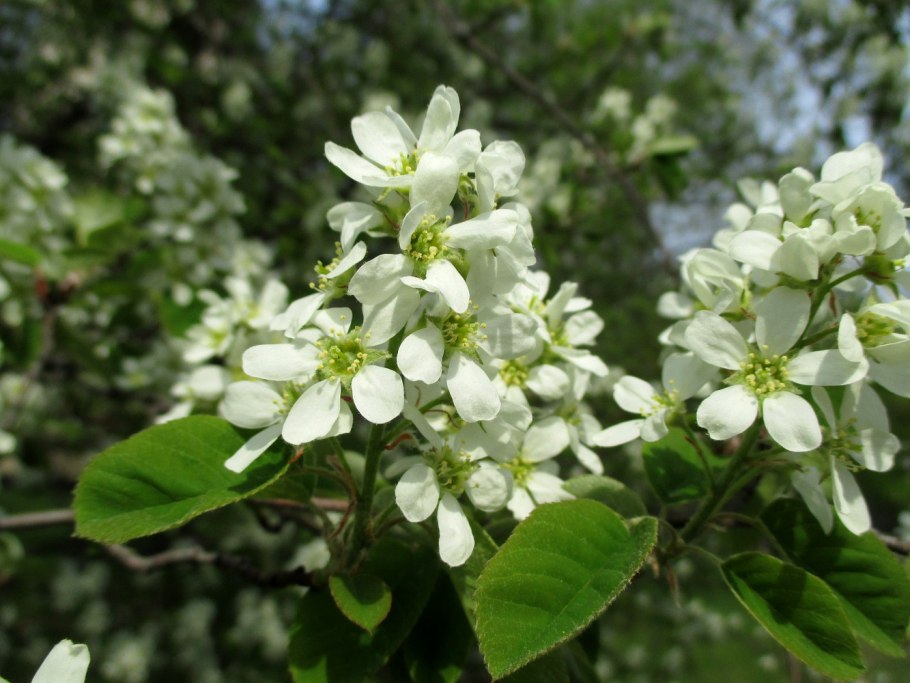 Боярышник морденский Тоба