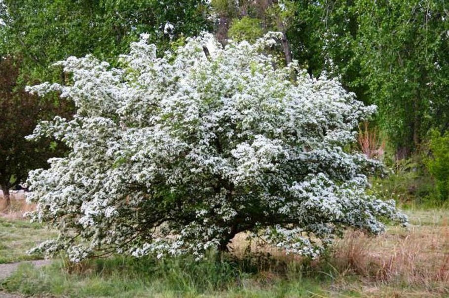 Эмлерия вишнеподобная