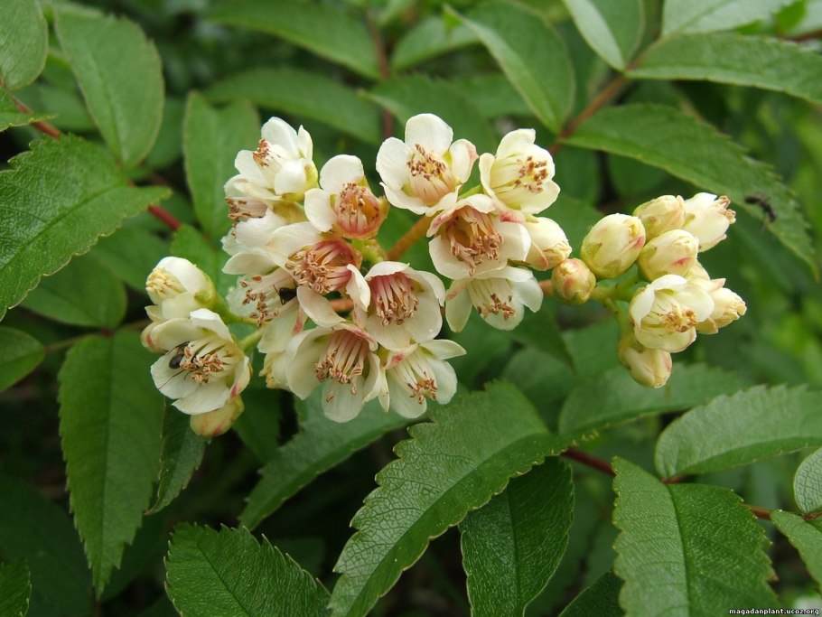 Rosaceae Розоцветные