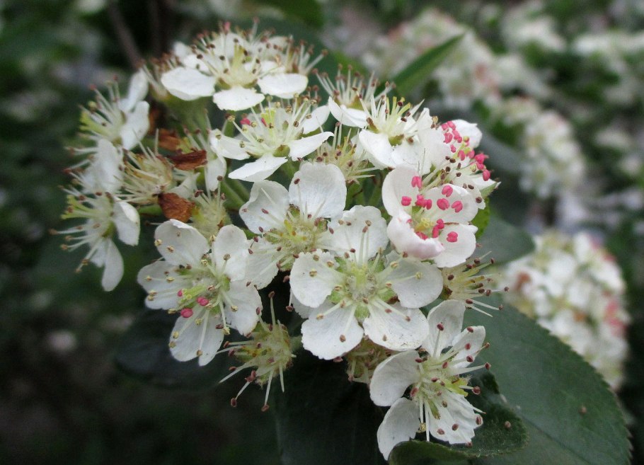 Розоцветные кустарник дальнего Востока