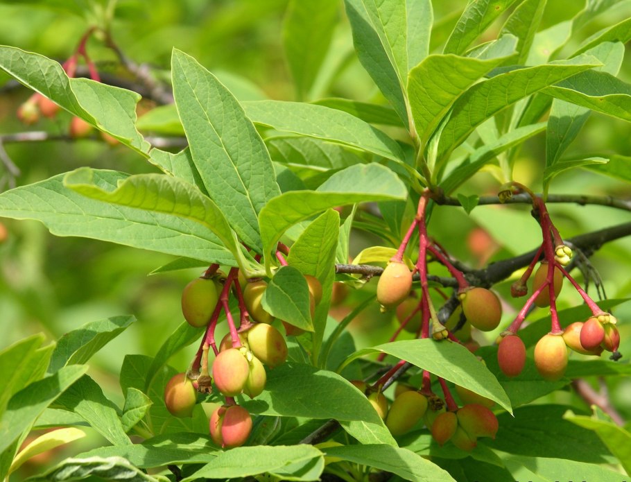 Шиповник Жерара (Rosa sherardii Davies.)