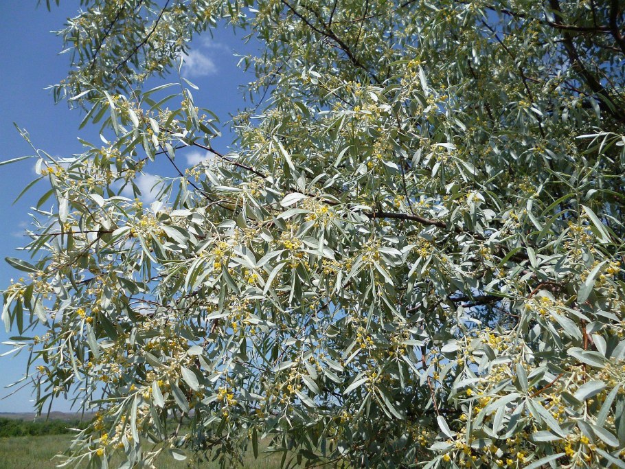 Лох серебристый (Elaeagnus commutata)