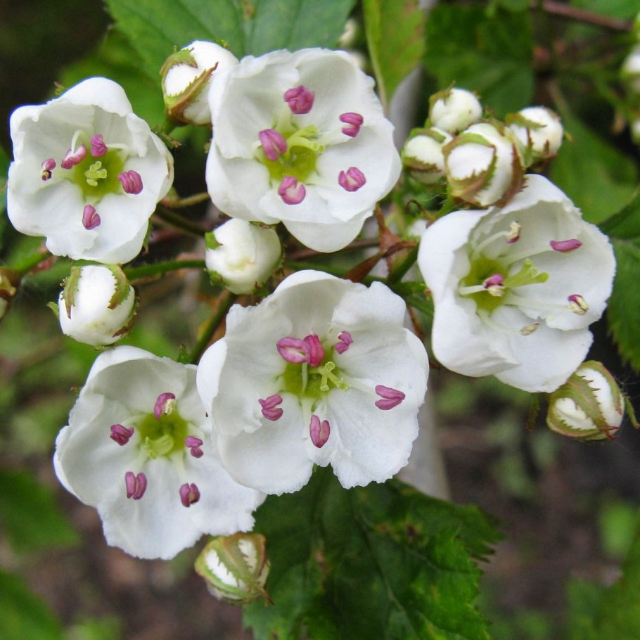 Rosaceae семейство