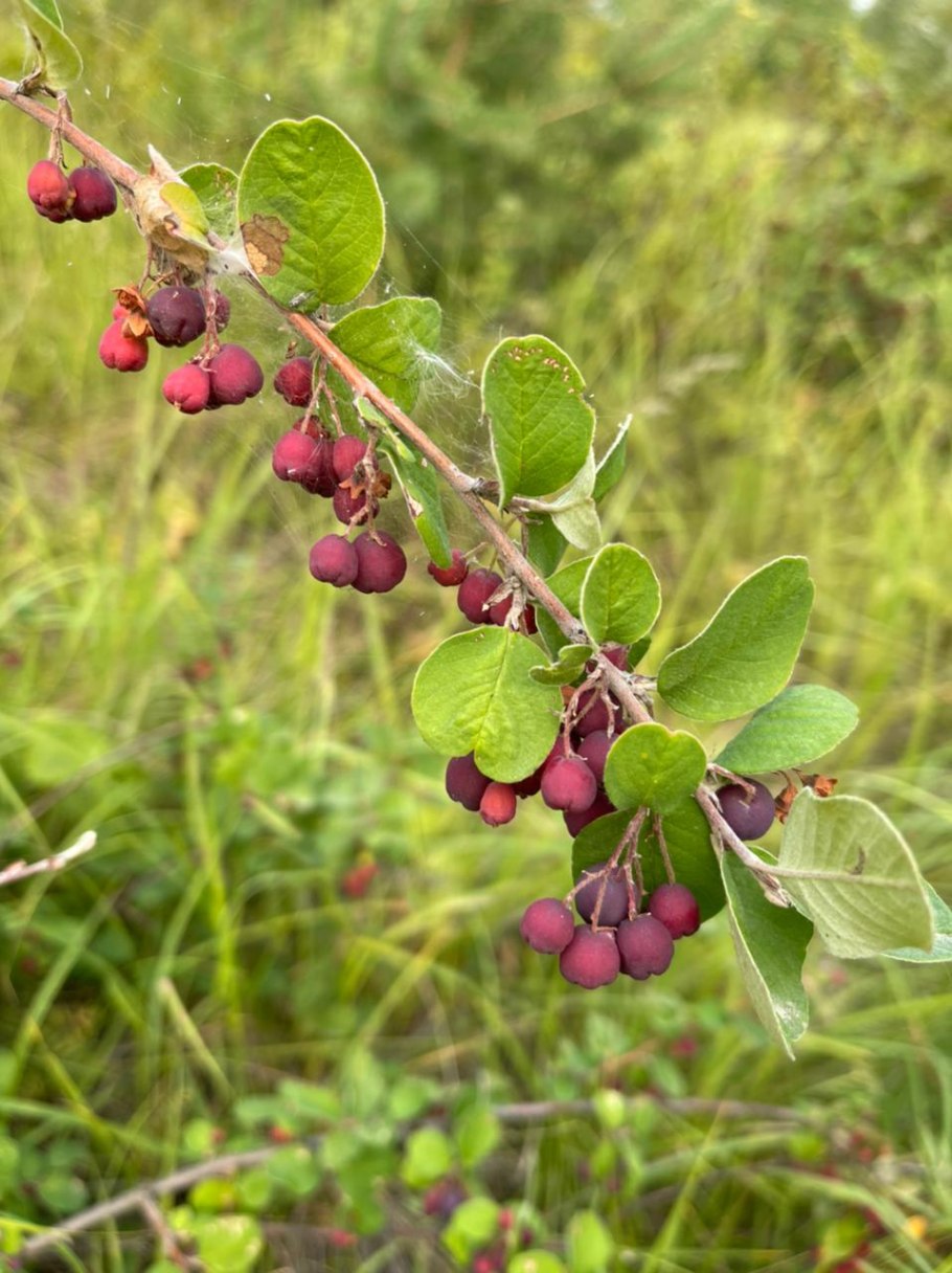 Serra Fruit