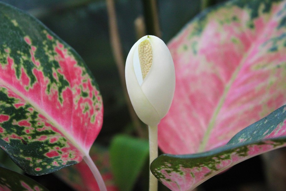 Аглаонема Легаси