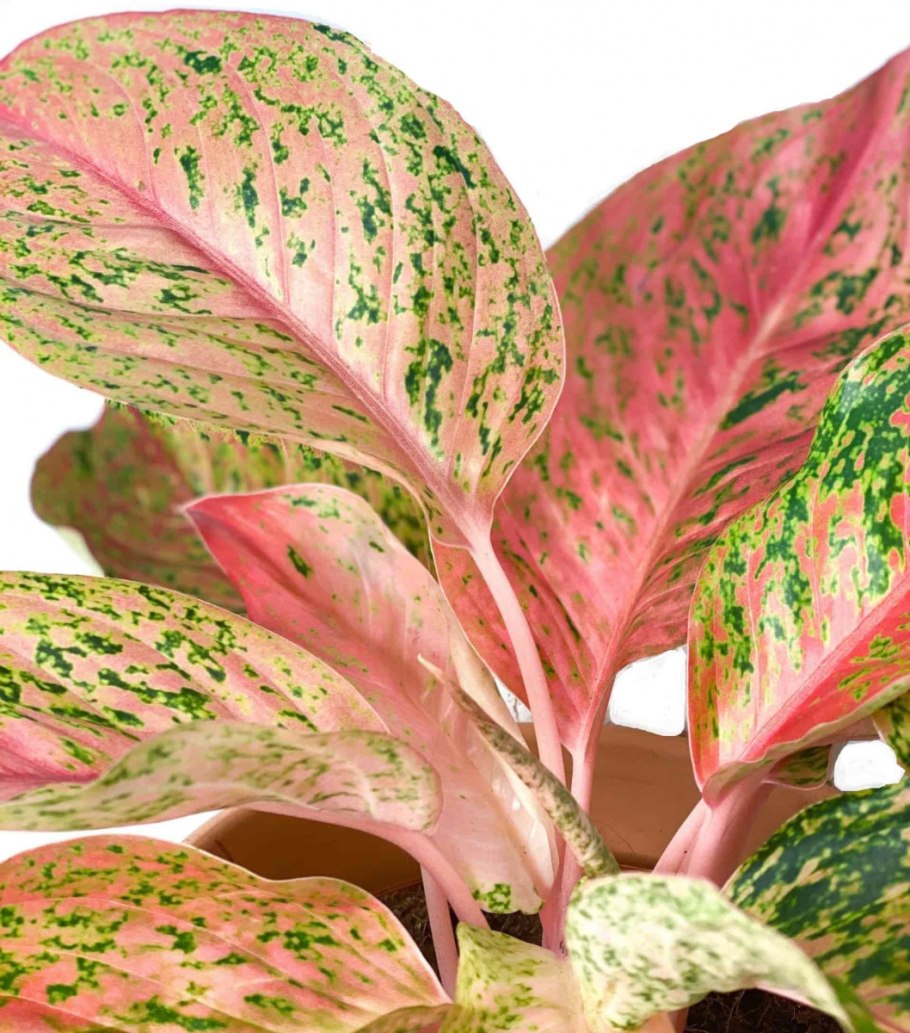 Аглаонема Кокомелон