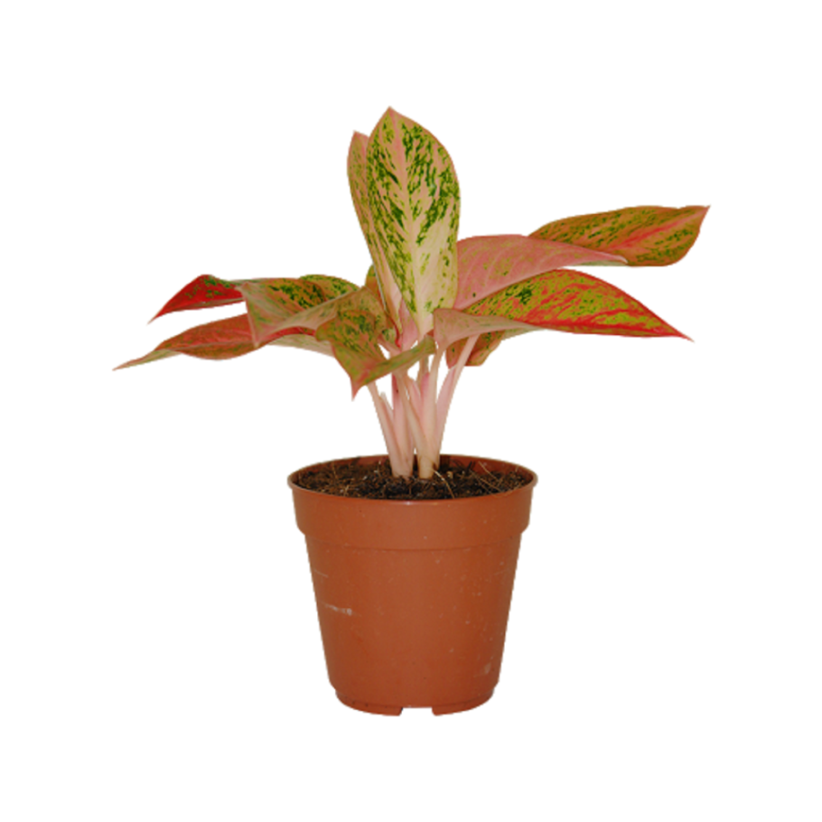 Аглаонема Муншайн