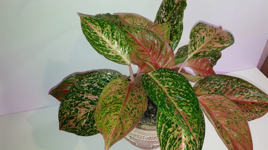 Аглаонема леди Валентин