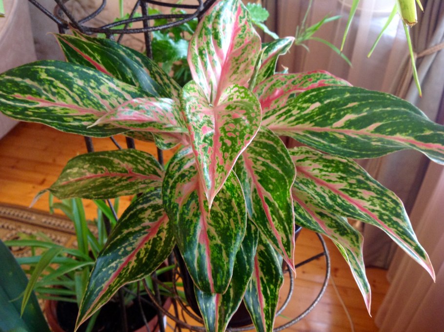 Аглаонема Просперити