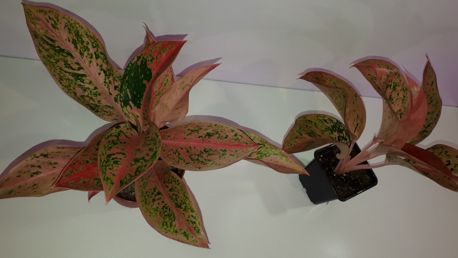 Аглаонема Просперити (Престиж)