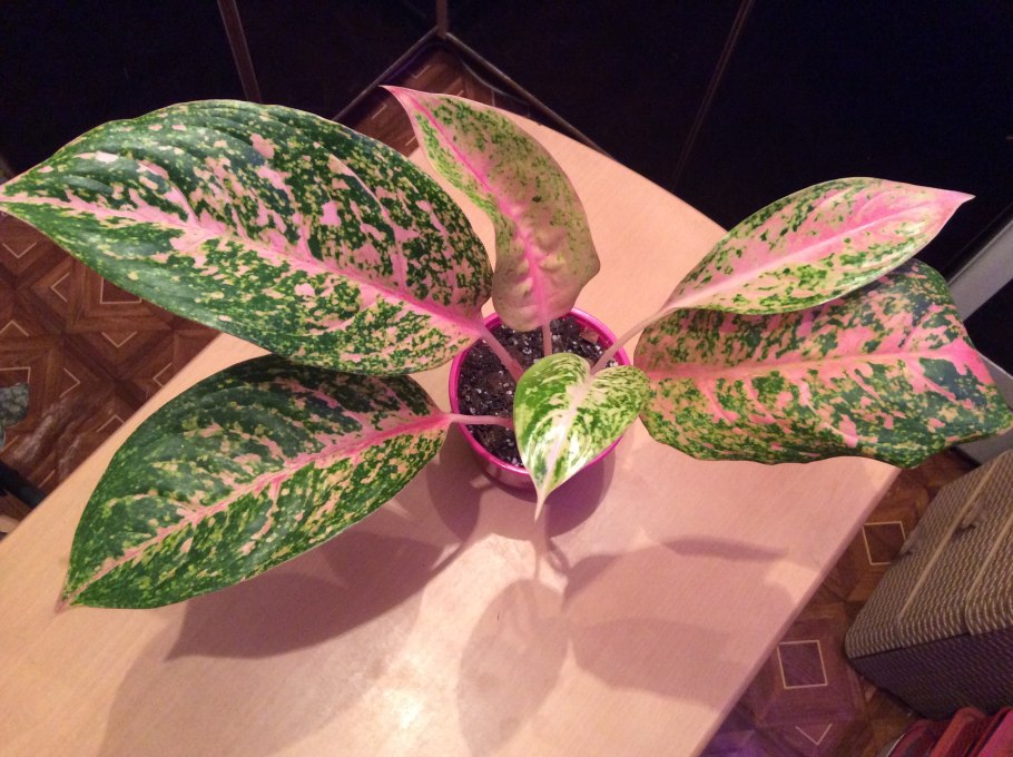 Аглаонема Сильвер Сплеш