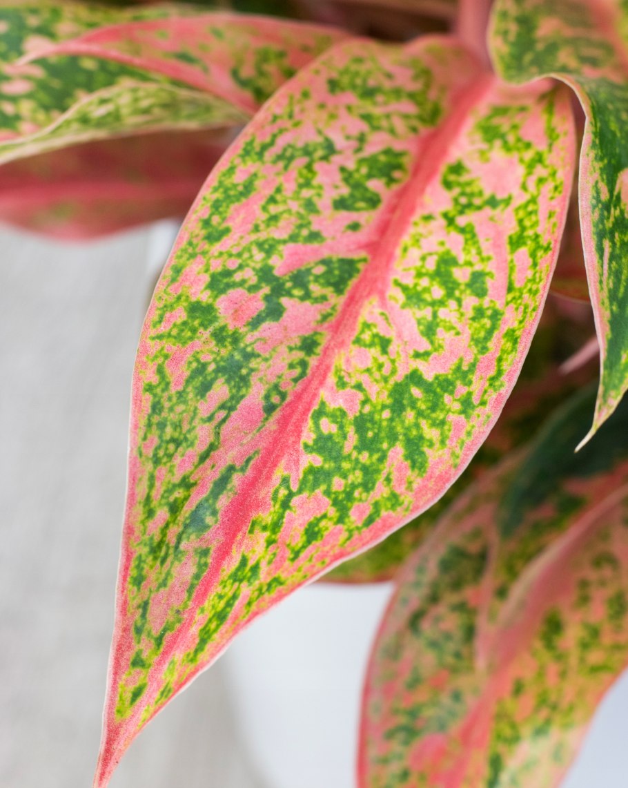 Аглаонема маранта