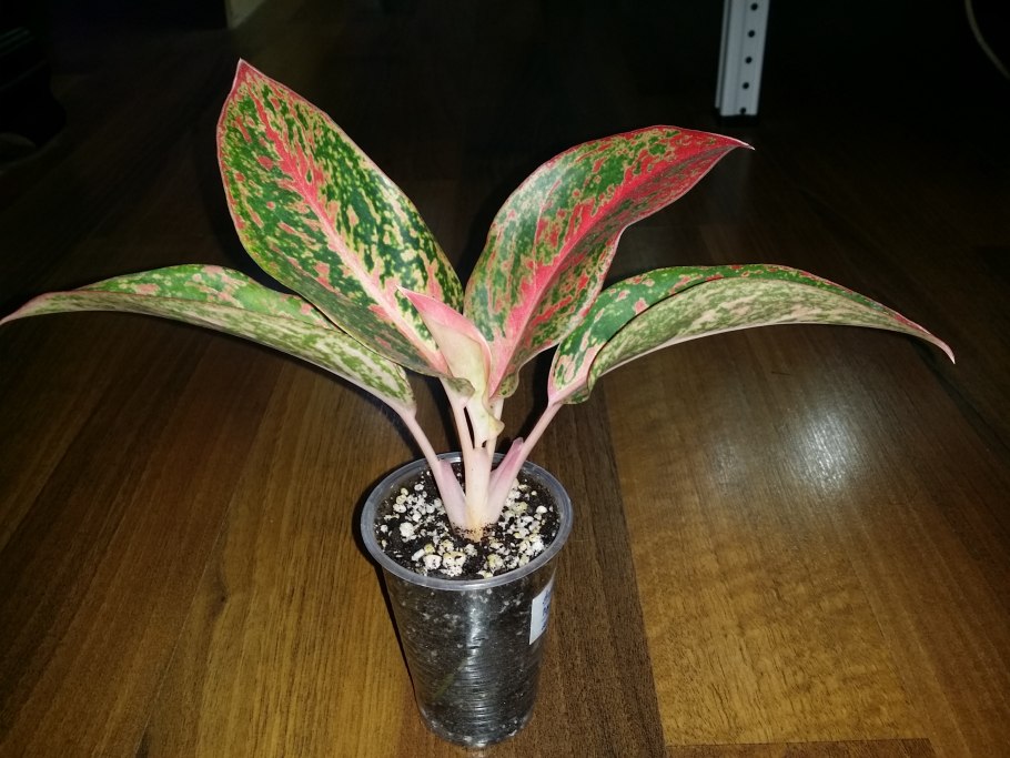 Аглаонема Просперити