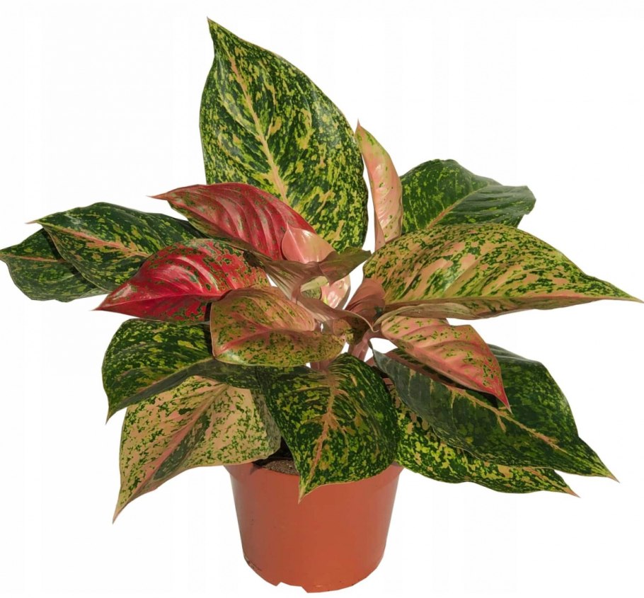 Аглаонема Король Сиама