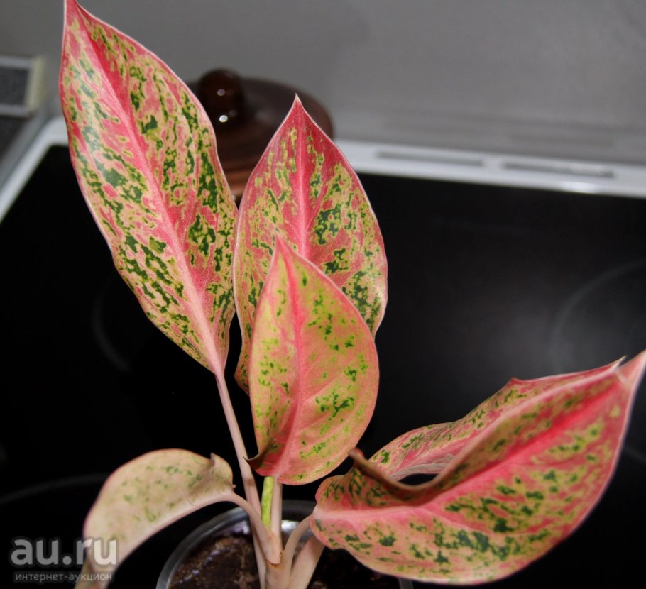 Аглаонема Просперити