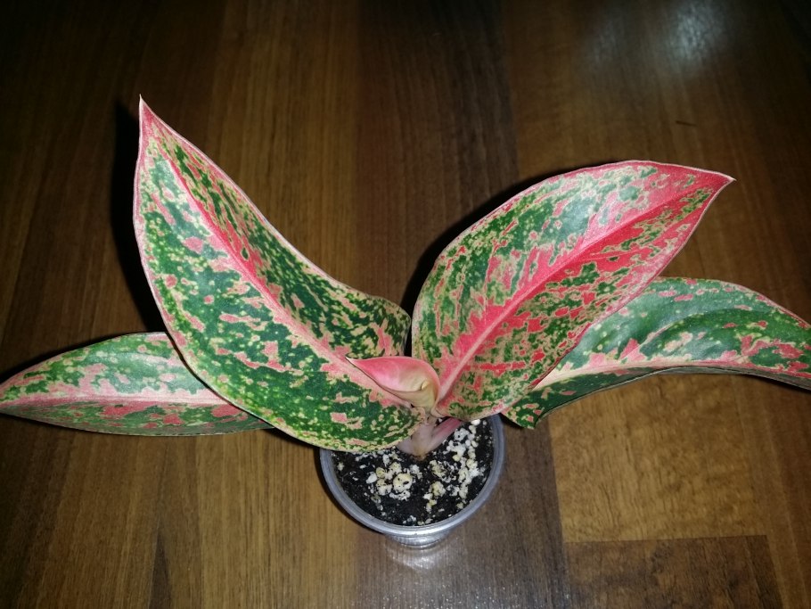 Аглаонема Просперити