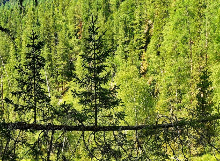 Восточно Сибирская Тайга растительность